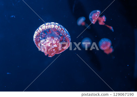 underwater photography jellyfish mastigias papua, spotted jelly, lagoon jelly, golden medusa underwater photography jellyfish mastigias papua, spotted jelly, lagoon jelly, golden medusa 129067190