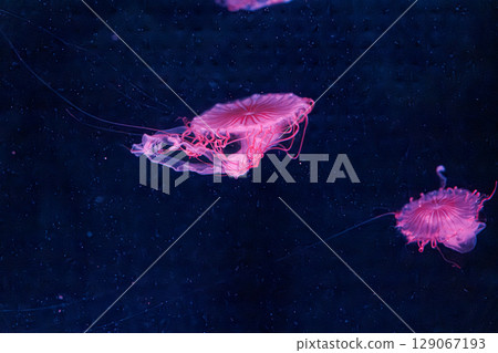 underwater photography jellyfish chrysaora melanaster, Northern Sea Nettle or brown jellyfish underwater photography jellyfish chrysaora melanaster, Northern Sea Nettle or brown jellyfish 129067193