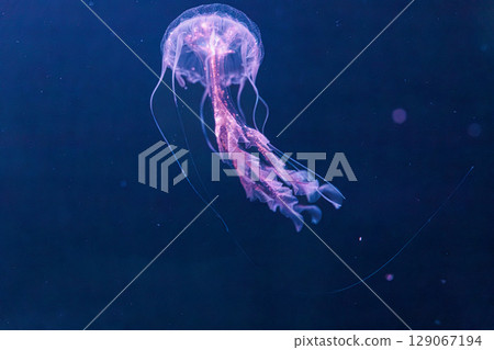 underwater photography jellyfish Chrysaora lactea, Milk Sea Nettle underwater photography jellyfish Chrysaora lactea, Milk Sea Nettle 129067194