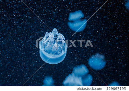 underwater photography jellyfish Blue Blubber Jelly, Catostylus mosaicus 129067195