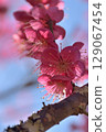 plum	 129067454