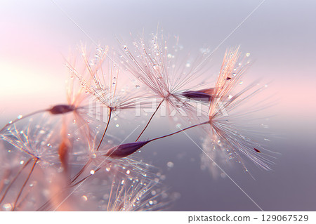 Delicate dandelion seeds glisten with droplets, showcasing their parachute shape against soft pastel background, evoking sense of tranquility 129067529