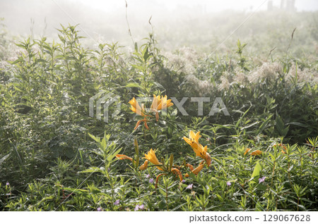 晨霧籠罩的黃花菜 晨霧籠罩的黃花菜 129067628