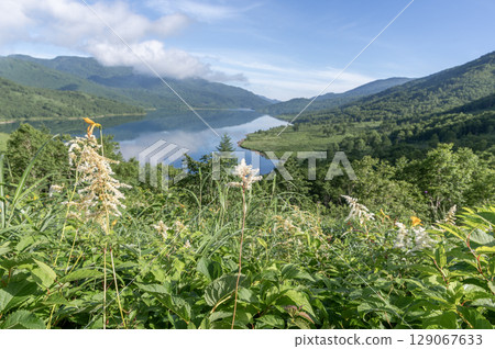 群馬縣野反湖的夏季風景 - 鬱鬱蔥蔥的綠色植物和湖面的絕美景色 群馬縣野反湖的夏季風景 - 鬱鬱蔥蔥的綠色植物和湖面的絕美景色 129067633