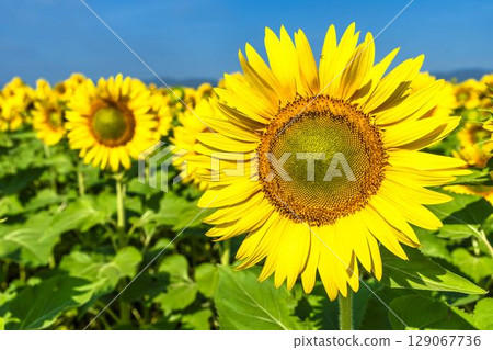 Sunflowers in full bloom. Sunflower fields in Yamamoto Town, Miyagi Prefecture (2025 Yamamoto Sunflower Festival). Yamamoto Town, Miyagi Prefecture. Sunflowers in full bloom. Sunflower fields in Yamamoto Town, Miyagi Prefecture (2025 Yamamoto Sunflower Festival). Yamamoto Town, Miyagi Prefecture. 129067736
