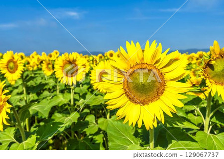 Sunflowers in full bloom. Sunflower fields in Yamamoto Town, Miyagi Prefecture (2025 Yamamoto Sunflower Festival). Yamamoto Town, Miyagi Prefecture. Sunflowers in full bloom. Sunflower fields in Yamamoto Town, Miyagi Prefecture (2025 Yamamoto Sunflower Festival). Yamamoto Town, Miyagi Prefecture. 129067737