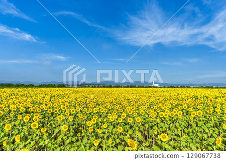 Sunflowers in full bloom. Sunflower fields in Yamamoto Town, Miyagi Prefecture (2025 Yamamoto Sunflower Festival). Yamamoto Town, Miyagi Prefecture. 129067738