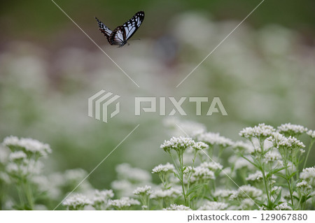 Chestnut tiger butterfly flying in Fujibakama flower field 129067880