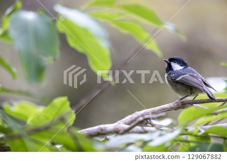 Red Tit Perched on a Branch 129067882