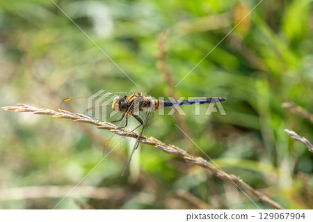 A dragonfly sits on a stalk of grass A dragonfly sits on a stalk of grass 129067904