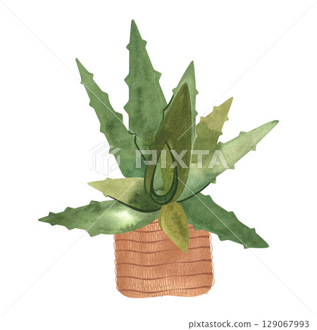Aloe in a basket. Houseplant for alternative medicine. Succulent. Plant growing is a popular hobby. Isolated watercolor illustration Aloe in a basket. Houseplant for alternative medicine. Succulent. Plant growing is a popular hobby. Isolated watercolor illustration 129067993