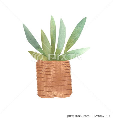 Succulent in a basket. Rustic interior decoration. Isolated watercolor illustration. 129067994