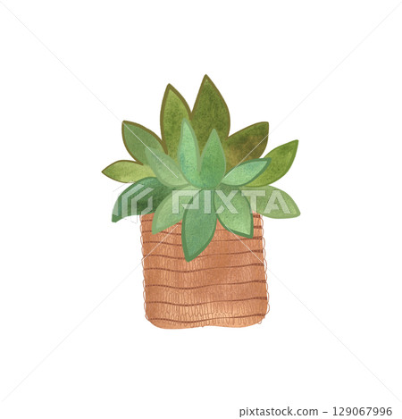 Succulent in a basket. Rustic interior decoration. Isolated watercolor illustration. Succulent in a basket. Rustic interior decoration. Isolated watercolor illustration. 129067996