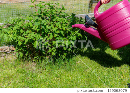 Watering hortensia flowers in Garden with plastic pink can. White cream hortensia, Panicled hydrangea is a species of flowering plant in the family Hydrangeaceae Watering hortensia flowers in Garden with plastic pink can. White cream hortensia, Panicled hydrangea is a species of flowering plant in the family Hydrangeaceae 129068079