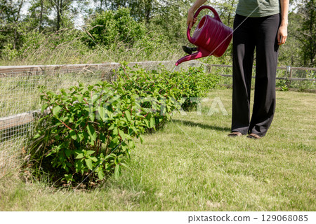 Watering hortensia flowers in Garden with plastic pink can. White cream hortensia, Panicled hydrangea is a species of flowering plant in the family Hydrangeaceae 129068085