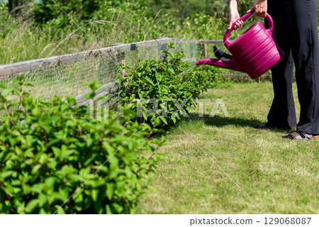 Watering hortensia flowers in Garden with plastic pink can. White cream hortensia, Panicled hydrangea is a species of flowering plant in the family Hydrangeaceae 129068087