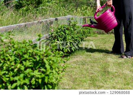 Watering hortensia flowers in Garden with plastic pink can. White cream hortensia, Panicled hydrangea is a species of flowering plant in the family Hydrangeaceae 129068088
