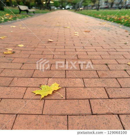 Yellow Maple Leaf on Brick Path in Autumn Park 129068100