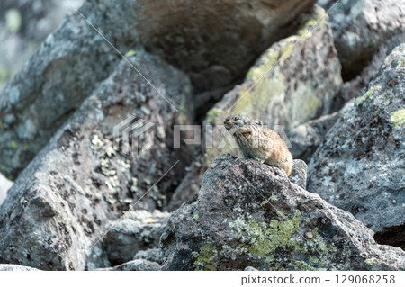 Pika sitting on a rock 129068258