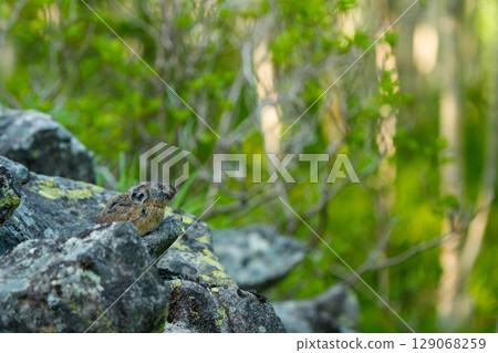 Pika sitting on a rock Pika sitting on a rock 129068259