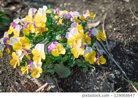 Colorful pansy 129068647