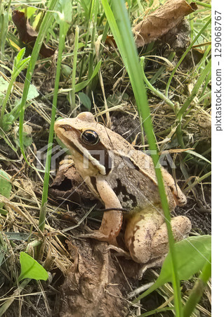 Frog resting among lush greenery in a sunlit grassy area 129068767