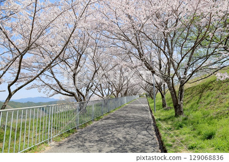 Cherry blossoms in full bloom Somei Yoshino flowers Cherry blossoms in full bloom Somei Yoshino flowers 129068836