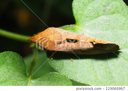 Akaeguriba 129068967