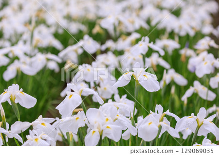 北海道岩見澤市菖蒲公園的鳶尾花盛開（七月） 129069035