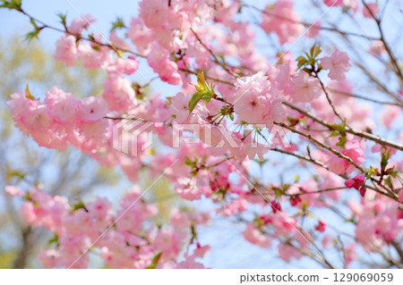 Yaezakura flowers in full bloom 129069059