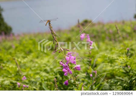 Lake Nozori in summer, a colony of fireweed, and a flower field at the campsite Lake Nozori in summer, a colony of fireweed, and a flower field at the campsite 129069064