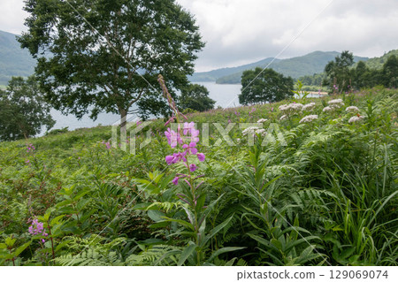 夏日的野反湖、柳蘭群落、露營地的花田 129069074