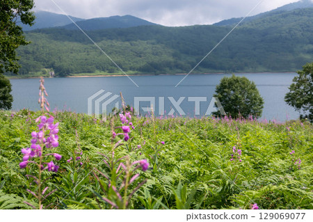 Lake Nozori in summer, a colony of fireweed, and a flower field at the campsite 129069077