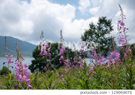 Lake Nozori in summer, a colony of fireweed, and a flower field at the campsite Lake Nozori in summer, a colony of fireweed, and a flower field at the campsite 129069078