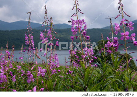 Lake Nozori in summer, a colony of fireweed, and a flower field at the campsite Lake Nozori in summer, a colony of fireweed, and a flower field at the campsite 129069079