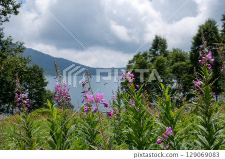 Lake Nozori in summer, a colony of fireweed, and a flower field at the campsite Lake Nozori in summer, a colony of fireweed, and a flower field at the campsite 129069083