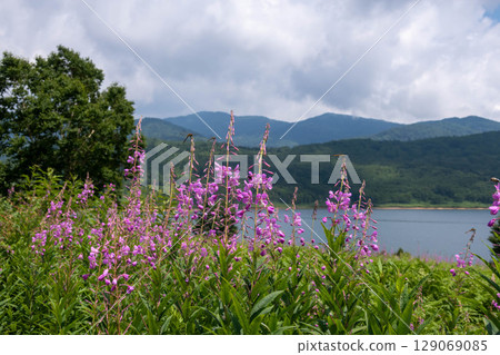 夏日的野反湖、柳蘭群落、露營地的花田 129069085