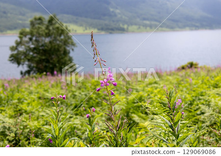 Lake Nozori in summer, a colony of fireweed, and a flower field at the campsite Lake Nozori in summer, a colony of fireweed, and a flower field at the campsite 129069086