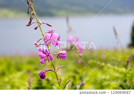 Lake Nozori in summer, a colony of fireweed, and a flower field at the campsite 129069087
