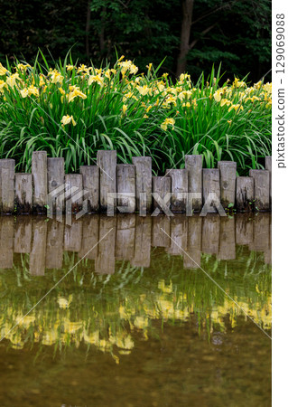 北海道岩見澤市菖蒲公園水邊盛開的鳶尾花(7月) 北海道岩見澤市菖蒲公園水邊盛開的鳶尾花(7月) 129069088