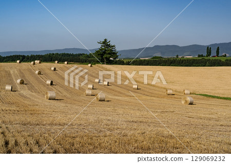 大麥卷山 129069232