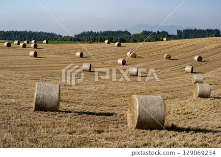 大麥卷山 129069234