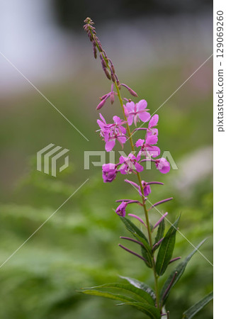 夏日的野反湖、柳蘭群落、露營地的花田 129069260
