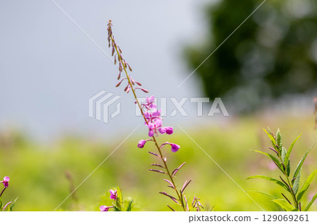 Lake Nozori in summer, a colony of fireweed, and a flower field at the campsite 129069261