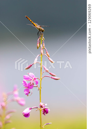 Lake Nozori in summer, a colony of fireweed, and a flower field at the campsite 129069269