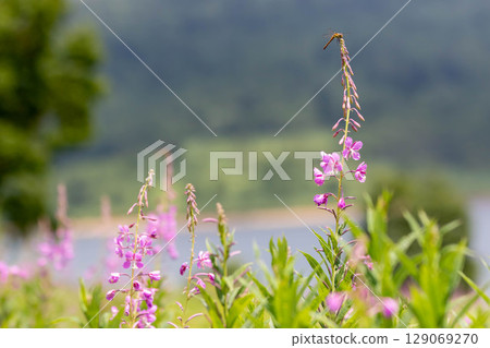 Lake Nozori in summer, a colony of fireweed, and a flower field at the campsite 129069270