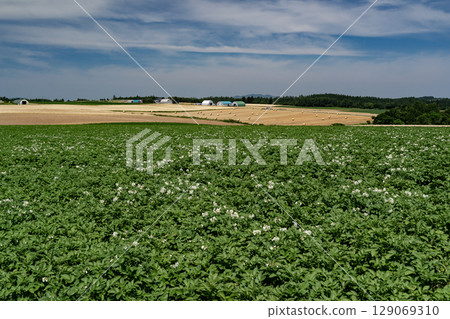 Potato Field Hill Potato Field Hill 129069310