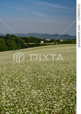 buckwheat field hill buckwheat field hill 129069331