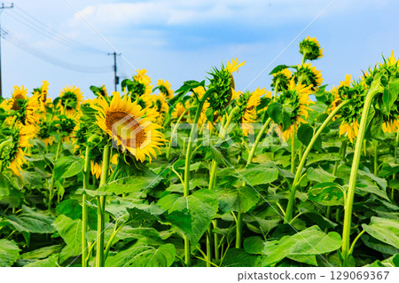 Shining sunflowers - summer image Shining sunflowers - summer image 129069367