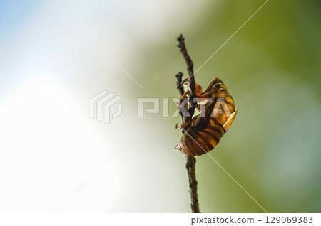 蟬殼在樹上 129069383